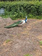 Pauwen te koop, Dieren en Toebehoren, Mannelijk, Overige soorten