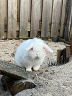 Super tam en klein rammetje, Dieren en Toebehoren, Mannelijk, Dwerg, Hangoor, 0 tot 2 jaar