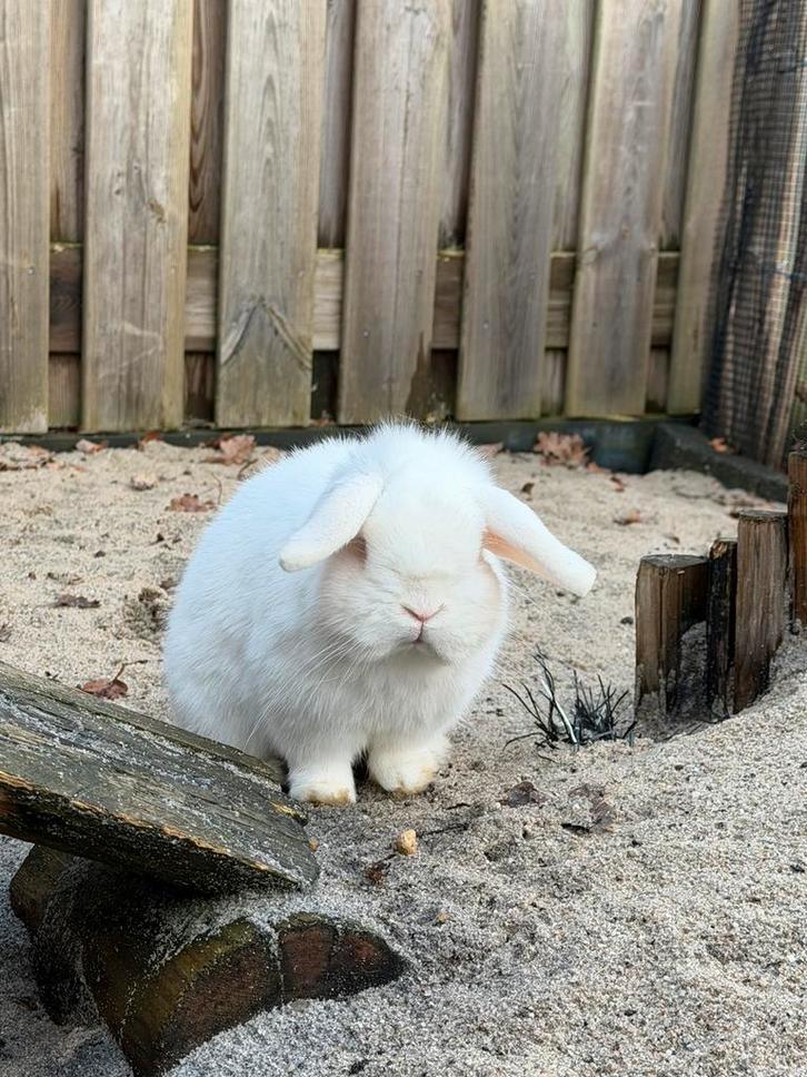 Super tam en klein rammetje, Dieren en Toebehoren, Konijnen, Dwerg, Mannelijk, 0 tot 2 jaar, Hangoor