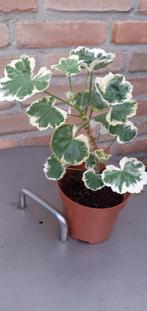 Stek geranium, Tuin en Terras, Planten | Tuinplanten, Ophalen, Zomer, Overige soorten, Volle zon