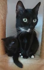 Kittens, Dieren en Toebehoren, Ophalen