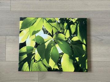 Fotocanvas 40x15x1,8 cm groene bladeren met tegenlicht beschikbaar voor biedingen