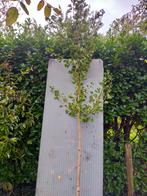 Ginkgo biloba, Bloeit niet, Overige soorten, 250 tot 400 cm, Ophalen