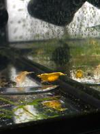 Neocaridina yellow, Kreeft, Krab of Garnaal, Zoetwatervis, Schoolvis