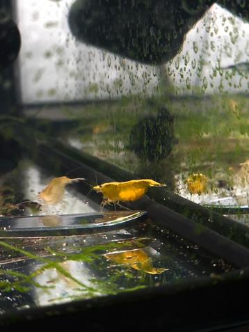 Neocaridina yellow  beschikbaar voor biedingen