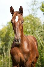 Sjiek hengstveulen, koffiekleur en kol, Dieren en Toebehoren, Paarden, Minder dan 160 cm, Niet van toepassing, 0 tot 2 jaar, Hengst