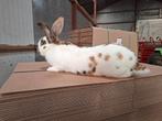 konijn, Dieren en Toebehoren, Konijnen, Mannelijk, Groot, 0 tot 2 jaar
