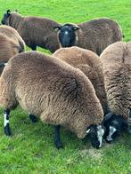 Koppel mooie ooilammeren, Dieren en Toebehoren, Schapen, Geiten en Varkens, Meerdere dieren, Schaap