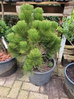 Pinus helreichi malinki, Bloeit niet, Overige soorten, Minder dan 100 cm, Ophalen