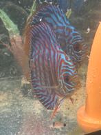 Discus koppel te koop, Dieren en Toebehoren, Vis