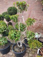 Portugese laurier vormsnoei, Ophalen, Bloeit niet, Halfschaduw, Overige soorten