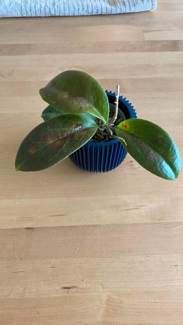Hoya Russell Clone C beschikbaar voor biedingen