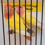 Koppel agapornis roseicollis geel, Dieren en Toebehoren, Meerdere dieren, Dwergpapegaai of Agapornis