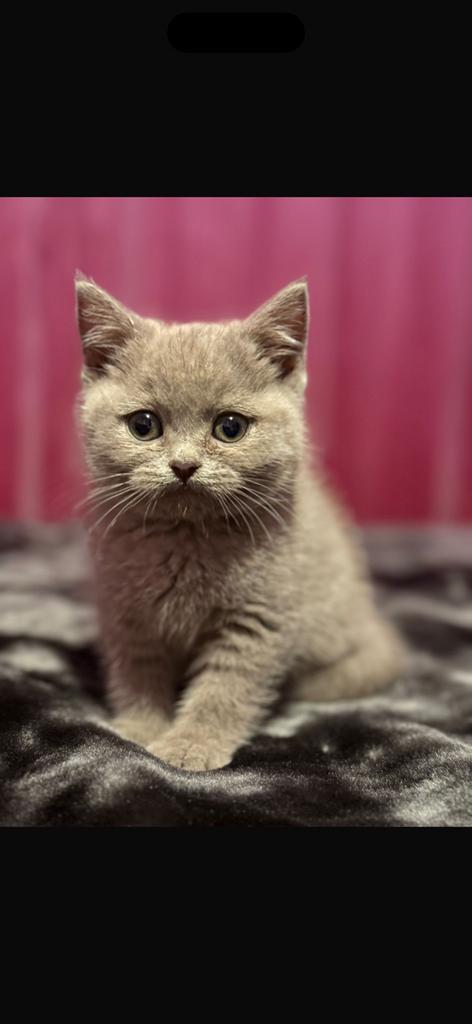 Britse korthaar, Dieren en Toebehoren, Katten en Kittens | Raskatten | Langhaar, Poes, Ontwormd