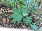 Tetrapanax rijspapierplant, Minder dan 100 cm, Volle zon, In pot, Overige soorten