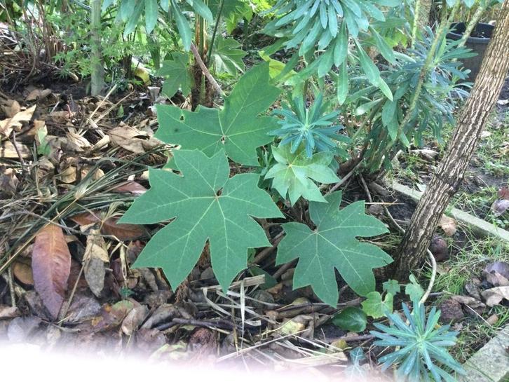 Tetrapanax rijspapierplant, Tuin en Terras, Planten | Bomen, Overige soorten, Minder dan 100 cm, Volle zon, In pot, Ophalen of Verzenden