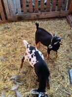 jonge bokjes, Dieren en Toebehoren, Schapen, Geiten en Varkens, Mannelijk, Geit, 0 tot 2 jaar