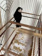 Twa twa repman, Tropenvogel