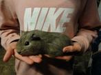 Henk wilt een nieuw huis, Dieren en Toebehoren, Cavia, Mannelijk, Tam, Oktober