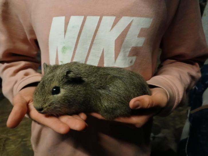 Henk wilt een nieuw huis, Dieren en Toebehoren, Knaagdieren, Mannelijk, Cavia, Oktober, Tam