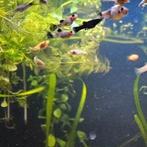 Baby Molly's, Dieren en Toebehoren, Vissen | Aquariumvissen, Zoetwatervis, Schoolvis, Vis