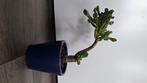 Crassula ovata shrek plant vetplant, Vetplant, Ophalen of Verzenden, Minder dan 100 cm, Volle zon