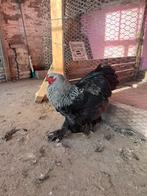 Mooie grote Brahma haan, Dieren en Toebehoren, Pluimvee, Mannelijk, Kip