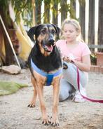 Gouden mandje voor Maxi, Dieren en Toebehoren, Honden | Niet-rashonden, Particulier, Rabiës (hondsdolheid), Teef, Groot