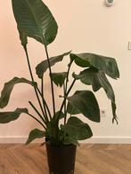 Birds of paradise plant with pot, Huis en Inrichting, Ophalen, 100 tot 150 cm, Overige soorten, Halfschaduw