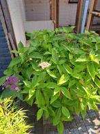 Twee stuks tuinplanten, Tuin en Terras, Planten | Tuinplanten, Ophalen, Zomer, Overige soorten
