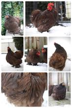🥚 Broedeieren van onze cochin kriel tomen 🥚, Dieren en Toebehoren, Pluimvee, Geslacht onbekend, Kip