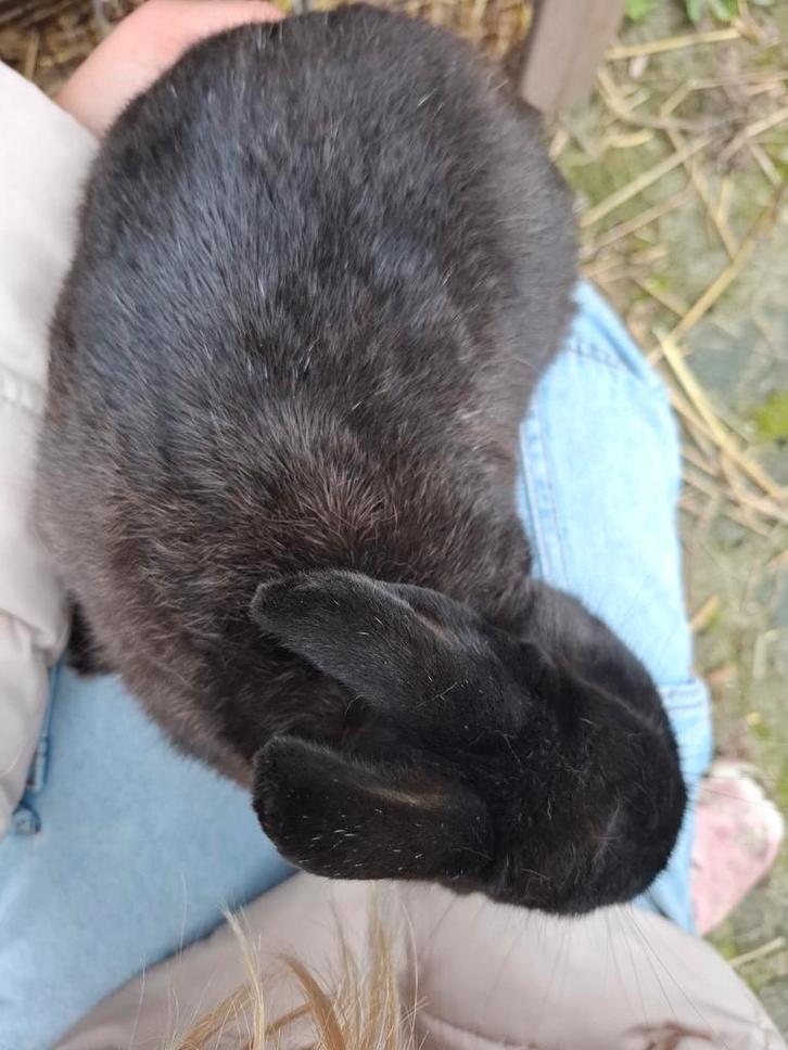 Zwarte Ram konijn, Dieren en Toebehoren, Konijnen, Dwerg, Mannelijk, 0 tot 2 jaar