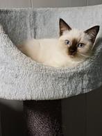 Super mooi Brits Korthaar x Ragdoll poesje, Dieren en Toebehoren, Katten en Kittens | Raskatten | Korthaar, Poes, Gechipt, 0 tot 2 jaar