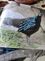 Palawan pauwfazant Zwarkop  2022, Dieren en Toebehoren, Mannelijk, Overige soorten