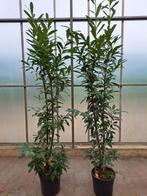 Prunus l Caucasica 200/+, Tuin en Terras, Planten | Struiken en Hagen, Verzenden, Laurier, 100 tot 250 cm