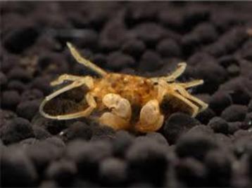 Onderwater Krab "Microspider" - Limnopilos naiyanetri beschikbaar voor biedingen