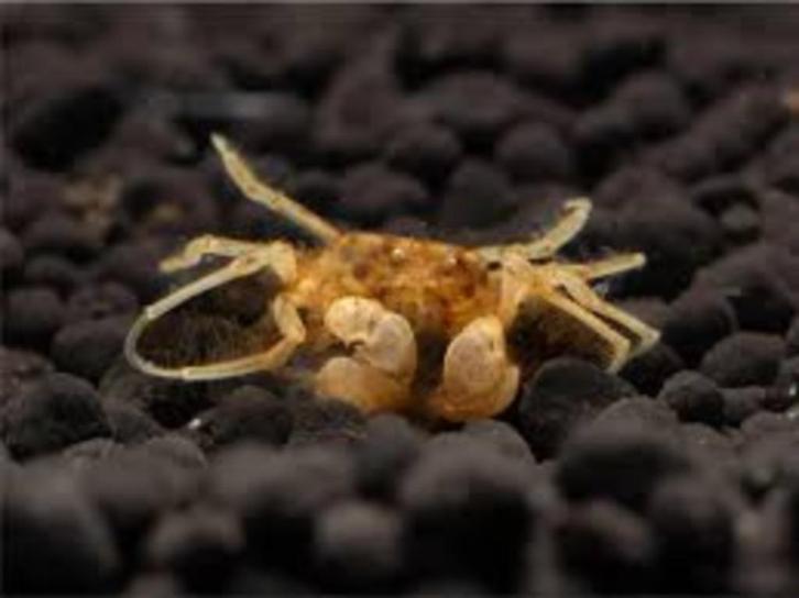 Onderwater Krab "Microspider" - Limnopilos naiyanetri, Dieren en Toebehoren, Vissen | Aquariumvissen, Zoetwatervis, Kreeft, Krab of Garnaal