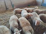 Zuivere Charollais ram lammeren, Dieren en Toebehoren, Schapen, Geiten en Varkens, Mannelijk, Schaap, 0 tot 2 jaar