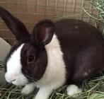 Hollander Konijntje 6 maanden oud, Dieren en Toebehoren, Vrouwelijk, Dwerg, 0 tot 2 jaar