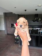 Australian Labradoodle pups, Overige rassen, 8 tot 15 weken, CDV (hondenziekte), Meerdere