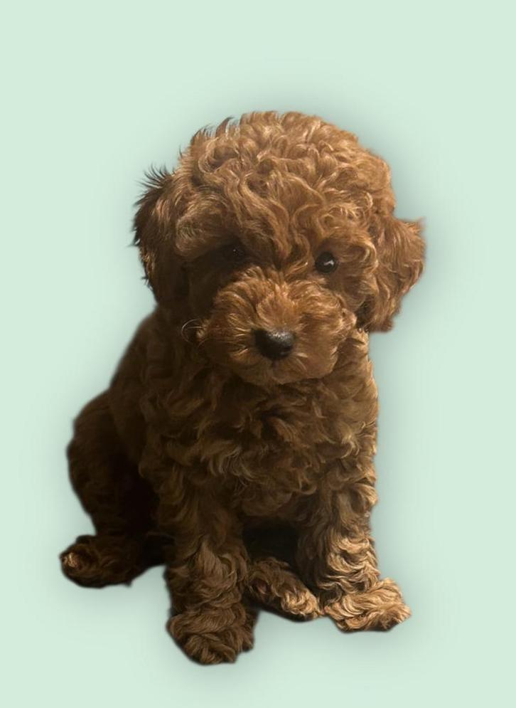 Toy poedel reu, Dieren en Toebehoren, Honden | Chihuahua's en Gezelschapshonden, Reu, Poedel, Particulier, Meerdere, Nederland