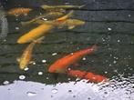 8 Koi karpers, 2 Windes en een Steur, Karper of Koi