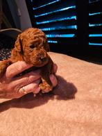 Mini labradoodle rood nog 2 reutjes, Dieren en Toebehoren, Nederland, Overige rassen, CDV (hondenziekte), 8 tot 15 weken