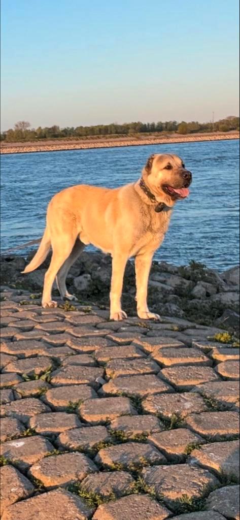 Kangal, Turkse Herder, Dieren en Toebehoren, Honden | Herdershonden en Veedrijvers, Reu, Herder, Particulier, Eén hond, Nederland