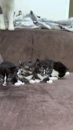 Kittens, Geslacht onbekend, Kortharig, 0 tot 2 jaar