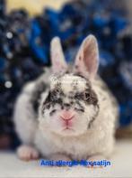 DE ENIGE ECHTE MINI LOFFELOHR KONIJNTJES, Dieren en Toebehoren, Konijnen, Meerdere dieren, Dwerg, 0 tot 2 jaar