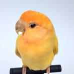 opgezette vogel dwergpapegaai, lovebird, agapornis taxidermy, Ophalen of Verzenden, Zo goed als nieuw, Vogel, Opgezet dier