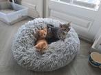 Te koop: 2 hele lieve aanhankelijke kittens (katertjes), Dieren en Toebehoren, Kater, Kortharig, 0 tot 2 jaar