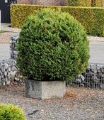 2 gratis corniferen, Tuin en Terras, Ophalen, Conifeer, Struik, 100 tot 250 cm