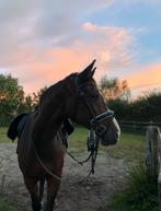 Paard gezocht, Ophalen of Verzenden